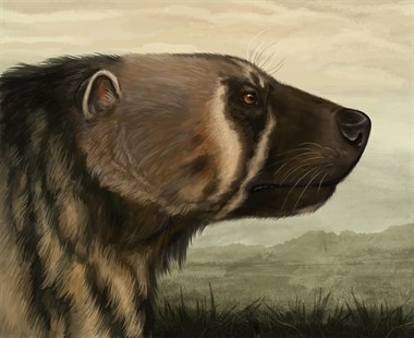 An artist-rendering of the Plesiogulo wolverine, a creature estimated to be the size of a small bear that roamed the earth about five million years ago. 
