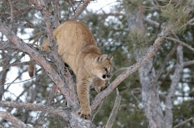 Kelowna conservation officers put down a cougar in Black Mountain backyard Saturday morning.