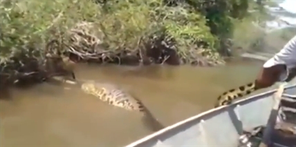 Guy grabs giant Anaconda by the tail - InfoNews