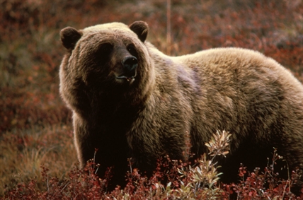 B.C. Conservative Leader Recounts Close Call With Massive Grizzly Bear ...