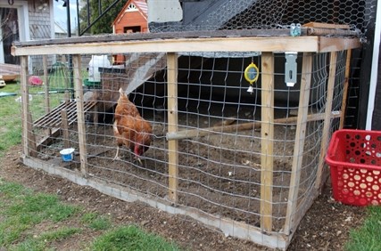 Chris Remington built this chicken coop for the two family hens. Nadine Remington said the chickens make great pets.