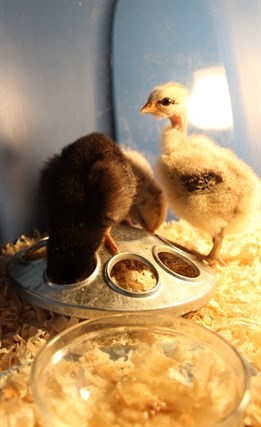 Inside the Remington's home on Woodruff Avenue are three chicks the family is raising.