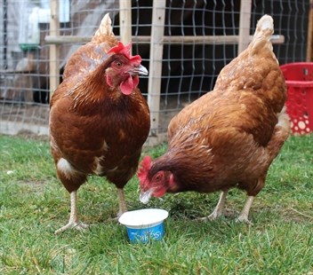 Isabella and Candice enjoy some yogurt. The two hens feast on leftover vegetables, bugs, some chicken feed and whatever else they find.
