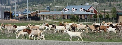 Conrad Lindblom and his dogs turn a herd of 400 goats away from the baseball diamonds at the Tournament Capital Ranch earlier this week.