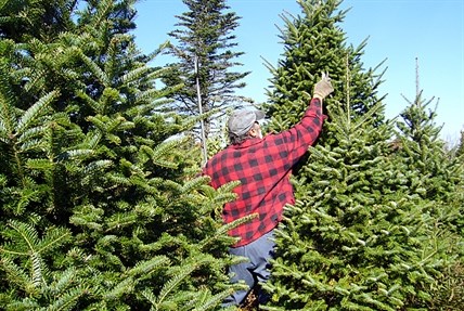 A Balsam fir tree ready to brighten someone's living room this Christmas.