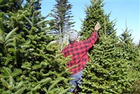 A Balsam fir tree ready to brighten someone&#39;s living room this Christmas.