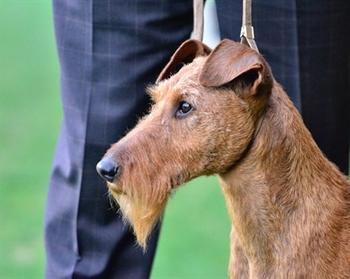 D'Art, an Irish terrier, won Best in Breed at the 140th annual Westminster Kennel Club. 