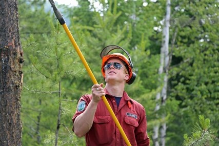 Removing the lower branches helps keep wildfires on the ground, where crews can attack them more easily.