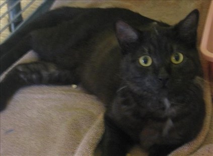 Honey is a domestic short hair cross. She's black and tortoiseshell. She's a spayed adult.