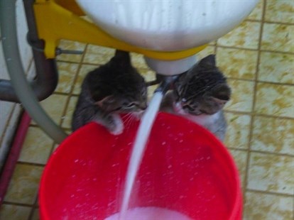 This picture of kittens playing in cream was posted by Gort's Gouda to their Facebook page. 