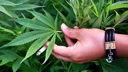 The medical marijuana regime in Canada is changing rules by March 31, 2014, to encourage large private-sector growers.