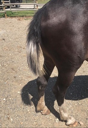 Kirsten Marie Pym's horse following the hair cutting attack