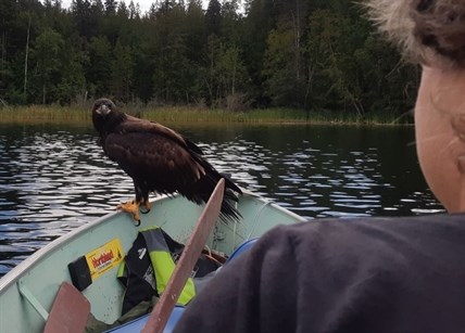 The eagle, which they suspect was a young bald eagle, joined them on a fishing trip. 