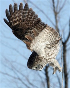 A great grey owl dives after prey in a field on the outskirts of Ottawa on Jan. 30, 2005.