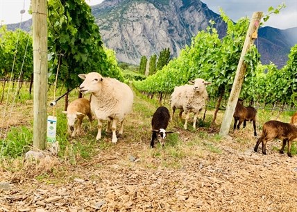 The Baaa-essler vineyard crew at Corcelettes Estate Winery in Keremeos