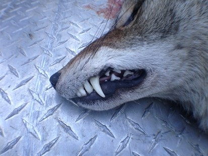 This coyote was shot and killed in Summerland today by a conservation officer. This was the forced response due to a trio of coyotes attacking a woman and the dog she was walking in Summerland on Wednesday.