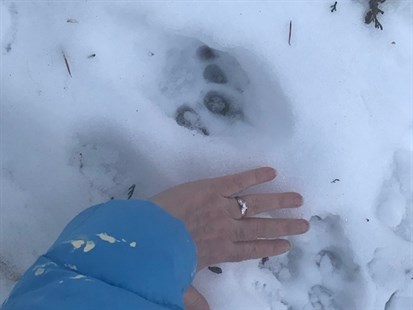 The cougar's footprints.