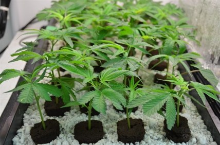 Marijuana seedlings at a medical marijuana facility in the Okanagan.