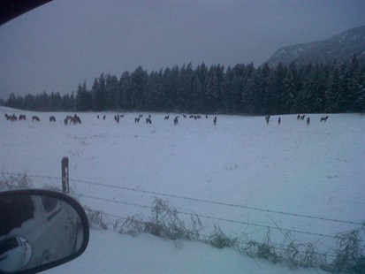 The elk arrived in the summer and stayed into the winter, departing only a couple weeks ago. 