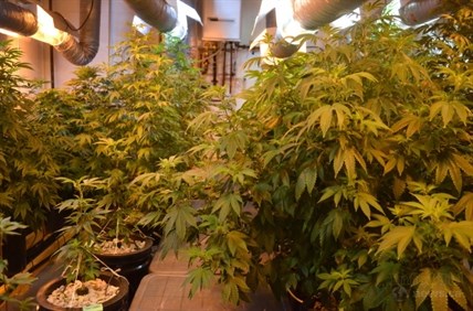 A medical marijuana grow operation in the Okanagan.