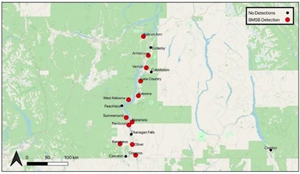 Brown marmorated stink bug detections in Interior British Columbia from 2016 to 2020.