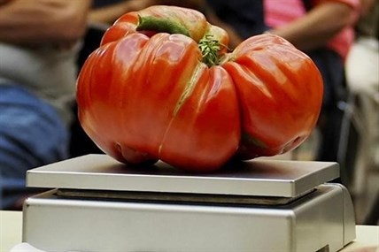 This Aug. 23, 2019, image provided by John Damiano shows a large tomato on a scale as it is entered into the Great Long Island Tomato Challenge competition in Farmingdale, N.Y.
