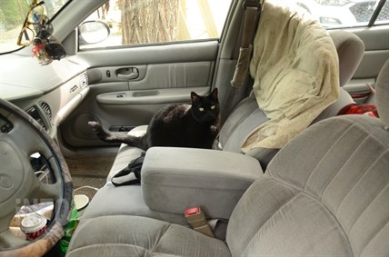 Used to a life indoors, Kitty has to stay in the car.