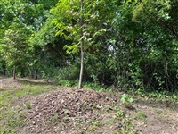 This May 18, 2022, image shows &quot;volcano mulching&quot; applied around a young dogwood tree in Greenvale, N.Y. The practice is detrimental to trees and often results in their slow death.