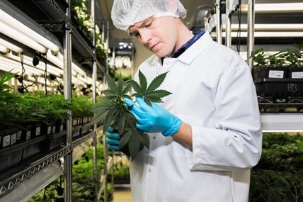 One of the workers at the Tweed Inc. medical marijuana facility in Smith Falls, Ont.