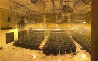 FILE - In this photo released by the Riverside County Sheriff&#39;s Office are some of about 700 marijuana plants found in an illegal grow in a home near Temecula, Calif., on Aug. 28, 2019. A data privacy watchdog&#39;s lawsuit says a Northern California utility routinely fed customers&#39; power use information to police so they could target illicit marijuana grows, without requiring a warrant or suspicion of wrongdoing. 