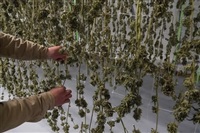 Marijuana plants for the adult recreational market are seen hanging in a drying room at a farm in Suffolk County, N.Y., Tuesday, Oct. 4, 2022. U.S. President Joe Biden says he intends to offer criminal pardons to anyone convicted of simple possession of marijuana under federal law.