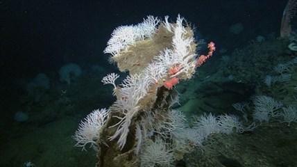 A large group of Asbestopluma monticola sponges grows on top of a dead sponge offshore of the Central California coast.