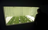 Staff work in a marijuana grow room at Canopy Growth&#39;s Tweed facility in Smiths Falls, Ont., Thursday, Aug. 23, 2018. Canopy Growth Corp. says it will be breaking out its Canadian cannabis operations into a stand-alone business unit and laying off 55 staff.