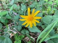 FILE PHOTO - Arnica flowers are wild perennials which pop up around May in the Okanagan.