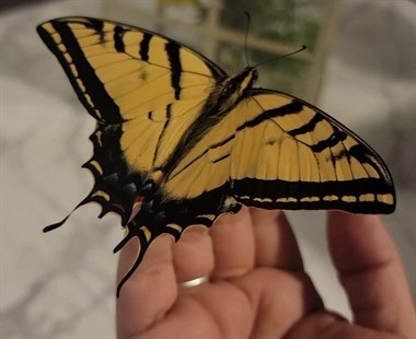 A butterfly on Kamloops resident Miranda Leech. 