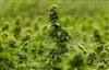 A flowering cannabis plant is seen during a tour of the Hexo Corp. facility, Thursday, October 11, 2018 in Masson Angers, Que.