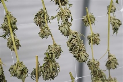 FILE - Marijuana plants for the adult recreational market are seen hanging in a drying room at a farm in Suffolk County, N.Y., Oct. 4, 2022.