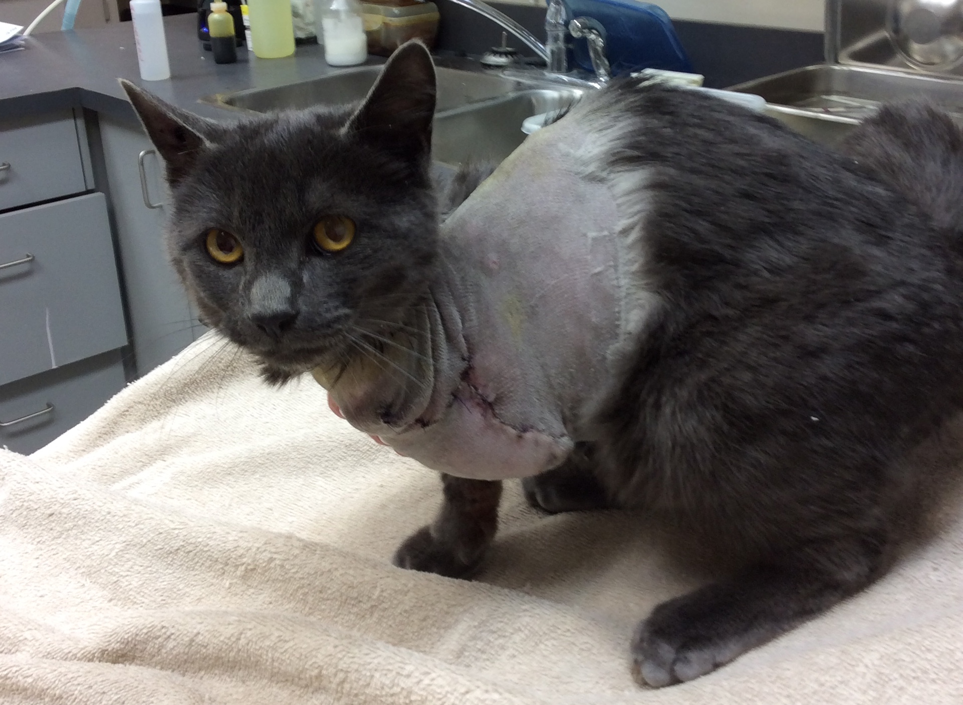 Cat Loses Leg After Getting Caught In Trap Infonews Thompson