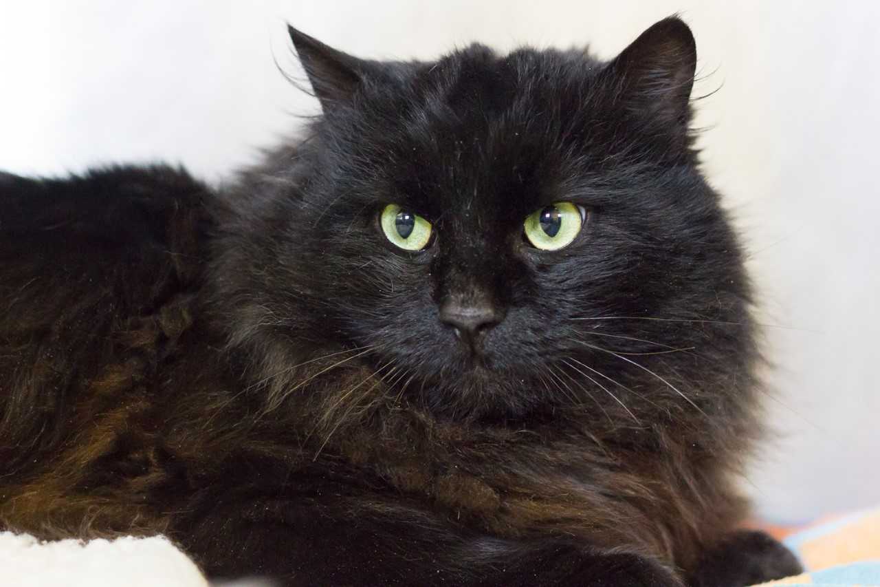 Looking for a forever home; Vernon SPCA pet of the week | iNFOnews ...