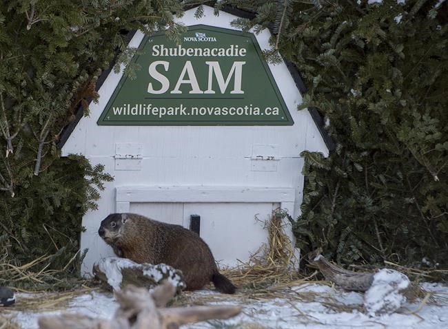 Wiarton Willie predicts early spring; Shubenacadie Sam says there's