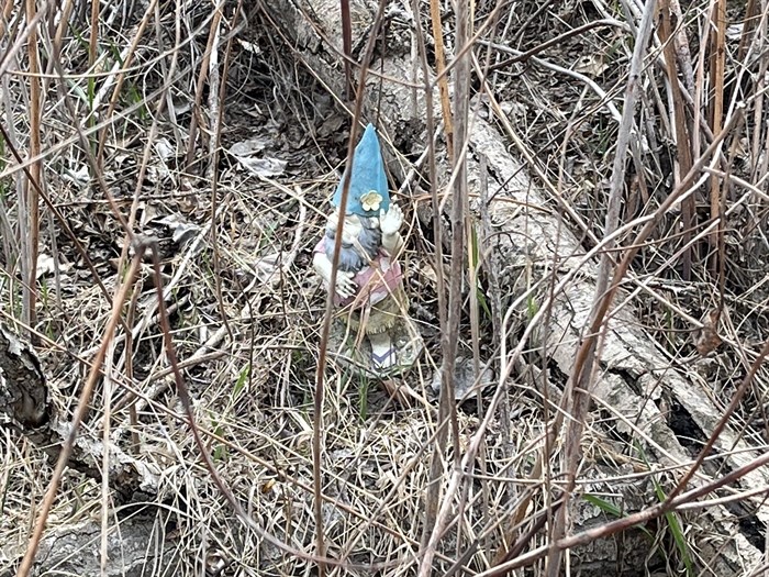 This gnome hides in the brambles off the Rivers Trail in Kamloops. 