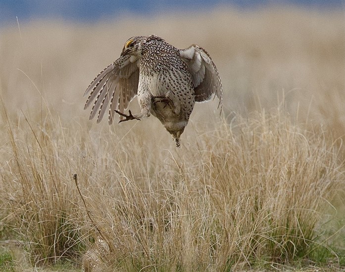 A sharp-tailed grouse does a display to attract a female at a lek near Kamloops. 