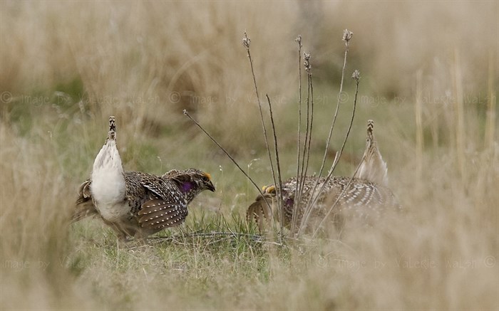 A male sharp-tailed grouse near Kamloops points his tail upward as part of a mating ritual. 