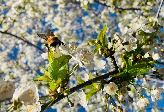 Cherry blossoms are pollinated by a bee on a tree in Summerland. 