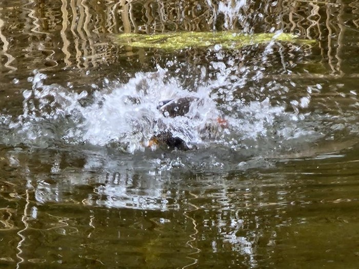 A duck makes a splash on Skaha Lake in Penticton. 